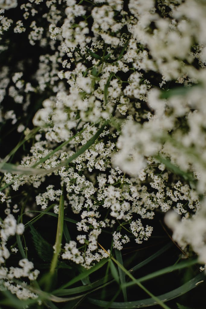 Close Up Photo of White Flowers