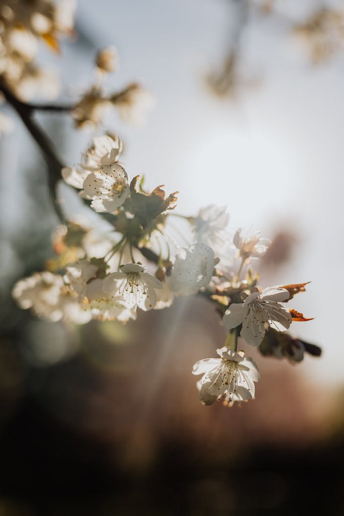 Blooming cherry branch on sunny day