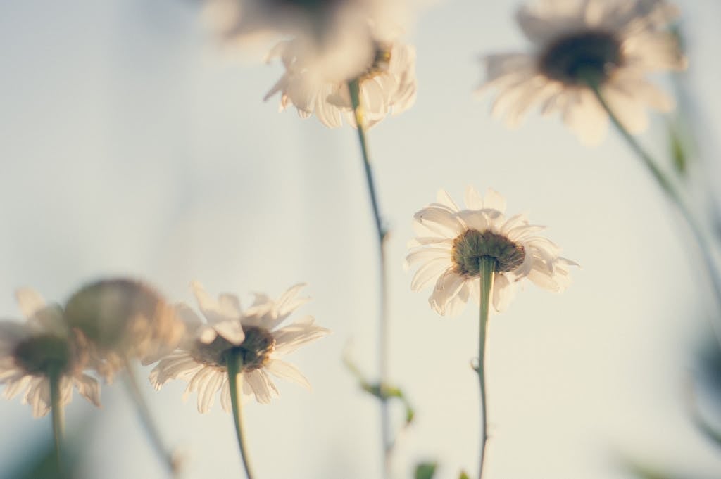 White Petaled Flowers in Bloom